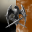 Acerbus Vindictum Training Wing