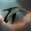 DED Captain